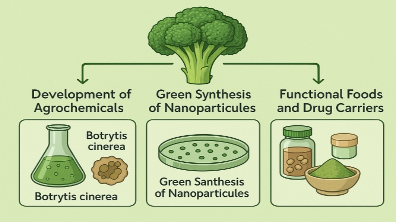 Broccoli (Brassica oleracea var. italica L.)